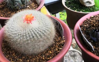如何養(yǎng)殖白雪光仙人球，生長期間需每隔10-15天追施一次餅肥