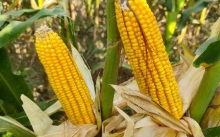 濮玉5號玉米種子特點，夏播生育期97-100天
