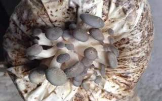 平菇菌棒生長緩慢怎么辦，選擇合適的菌種是有效措施