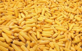 金慶801玉米種簡(jiǎn)介，出苗至成熟110天左右