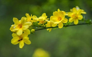 迎春花的品種，常見的有探春、云南黃素馨等