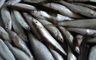 白條魚的刺多不多，體內(nèi)有大量魚刺用來保持身體平衡