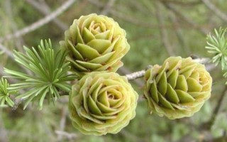 有哪些常見的裸子植物，包括松樹、柏樹、銀杏樹等品種