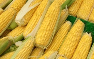 銀蝶糯106玉米品種簡介，抗病蟲接種鑒定中抗大斑病