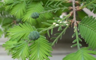 水杉是彩色樹種嗎，屬于彩色樹種