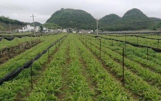 種植白芨前景如何，市場前景非常不錯