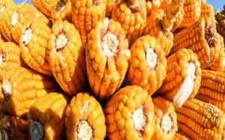 先豐3號玉米品種的特性，4月下旬至5月上旬播種