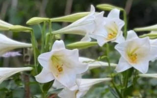 山村適合種植，可以選擇種植天麻、百合、核桃等
