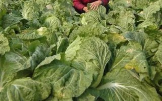 白菜如何采收及貯藏，少量可利用冰箱短時(shí)間保鮮