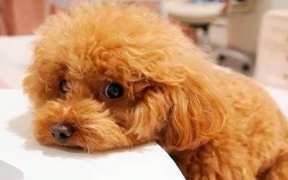 狗狗冠狀病毒的癥狀，先表現(xiàn)嗜睡、嘔吐持續(xù)數(shù)天