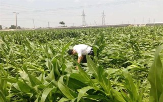 玉米灌漿期倒伏怎么辦，可人工扶直