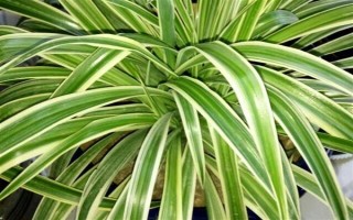 吊蘭的花語，寓意低調(diào)樸素、生機勃勃等