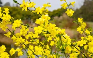 代表立春的花卉，迎春花具有代表性