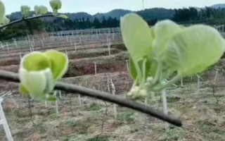 獼猴桃各個(gè)階段管理要點(diǎn)，不同階段的管理要點(diǎn)不同