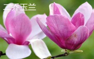 開(kāi)粉色花的樹(shù)有哪些品種，常見(jiàn)的有桃樹(shù)、櫻花樹(shù)和海棠等
