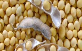 吉育87號大豆種子介紹，出苗至成熟122天