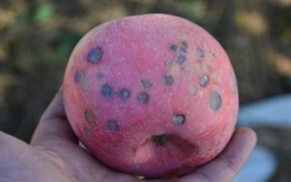 何時(shí)對(duì)果樹(shù)使用鈣肥，分別在落花后、膨大期、采摘前追施