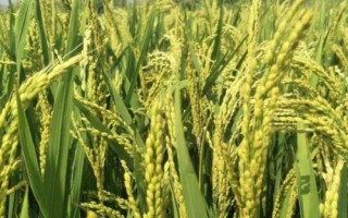 昌兩優(yōu)香68水稻種子特點，秧田播種量每畝10.0千克