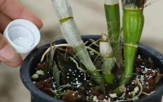 秋天怎么養(yǎng)石斛，在10月降溫后要控制好澆水量