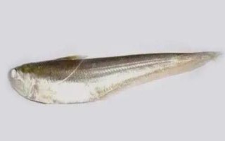 刀魚介紹，屬于鳀科、鱭屬、刀鱭種魚類