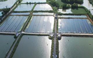 魚塘缺氧的原因，高溫、飼養(yǎng)密度大、淤泥過深等因素均會造成