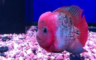 羅漢魚最佳水溫，需根據(jù)生長階段調(diào)整溫度