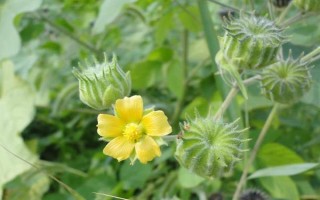 農村常見的野草，常見的有苘麻、艾草等