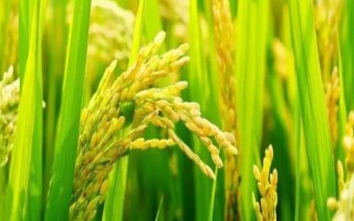 Y兩優(yōu)6號水稻品種簡介，中抗紋枯?。ú≈?6）