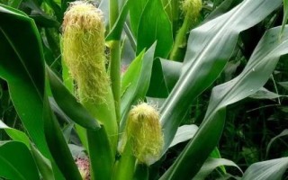 南彩602玉米種子特征特性，播種時(shí)畝施三元復(fù)合肥20公斤
