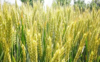 福高1號(hào)小麥品種的特性，生育期229.5天