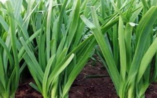 韭菜籽的栽培技術(shù)，每采收一次就要追施一次肥料