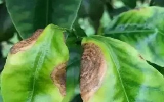 柑橘病蟲害防治辦法，常見的有瘡痂病、潰瘍病等