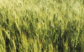 揚(yáng)糯麥2號(hào)小麥種子介紹，適期播種每畝基本苗16萬左右