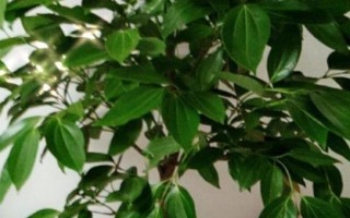 平安樹怎么施肥，禁用高濃度化肥液
