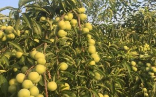 李子核怎么種才可以發(fā)芽，先要將李子核上的果肉清理干凈