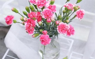 紅色康乃馨適合送什么人，適合贈送給母親或師長