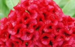 雞冠花的品種，常見的有普通雞冠花、子母雞冠花、圓絨雞冠花等