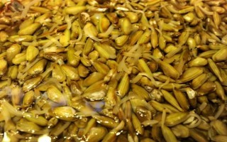 海瓜子怎么養(yǎng)殖，排干水塘再將種苗均勻撒在塘面上