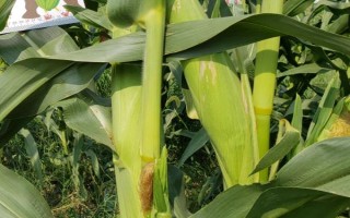 花糯3玉米種子特點(diǎn)，在適應(yīng)區(qū)5月5日左右播種