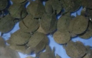 臺灣甲魚苗能長多大，一年可長至100-200g