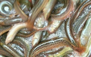 河里釣翹嘴魚(yú)用什么打窩最好，建議用嫩玉米粒、酒糟、豆粕等