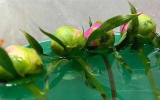 芍藥鮮花的水養(yǎng)方法，使用細(xì)口的容器水養(yǎng)為佳