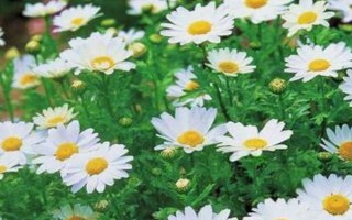 白晶菊如何養(yǎng)殖，每半個月施肥一次