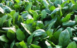 種植菠菜的效益，露地栽培的畝效益通常為2000元左右