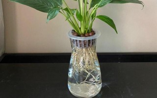 水培白掌葉尖為什么會干枯，可能是水質(zhì)差、養(yǎng)分不足、溫度過高等因素造成