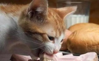 春天貓咪食欲下降怎么解決，可以嘗試著調(diào)整飲食結(jié)構(gòu)