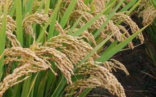 夢兩優(yōu)10水稻種子簡介，每畝大田用種量0.7～1千克