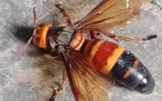胡蜂的種類，常見品種為金環(huán)胡蜂、黑尾胡蜂、黃腰胡蜂等