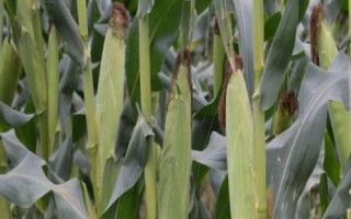 BQ1902玉米種子介紹，中抗大斑病