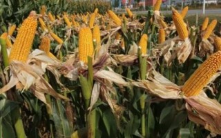 大好832玉米種子特征特性，平均生育期133.5天